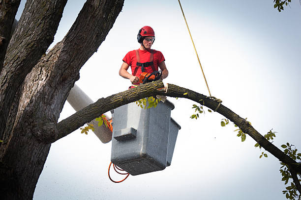 Residential Tree Removal in Dickson City, PA